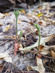 Cheirostylis notialis