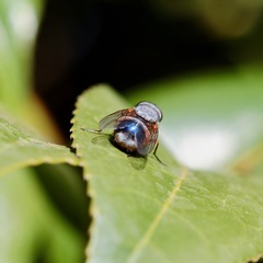 Calliphora dubia