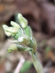 Cheirostylis notialis