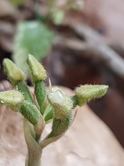 Cheirostylis notialis