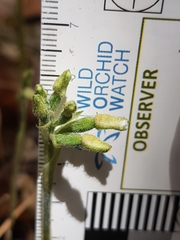 Cheirostylis notialis