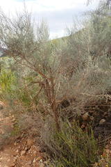 Aspalathus pedunculata