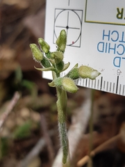 Cheirostylis notialis