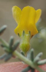 Aspalathus pedunculata