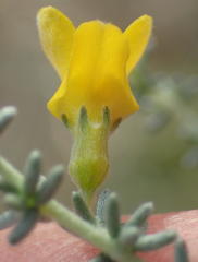 Aspalathus pedunculata