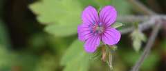 Geranium thunbergii