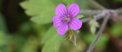Geranium thunbergii