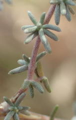 Aspalathus pedunculata