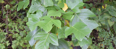 Liriodendron chinense