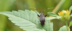 Adelphocoris triannulatus