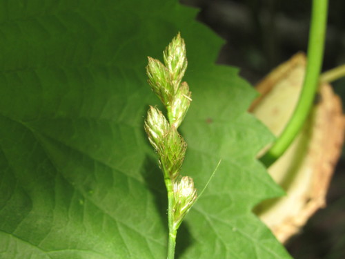 Carex leporina iNat (2)