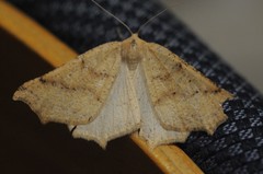 Prochoerodes truxaliata