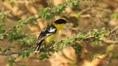 Aegithina nigrolutea