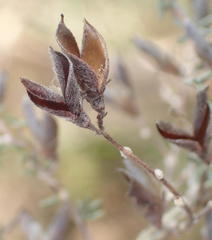 Aspalathus pedunculata