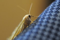 Prochoerodes truxaliata