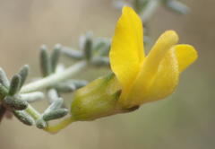 Aspalathus pedunculata