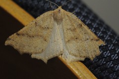 Prochoerodes truxaliata