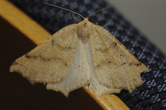 Prochoerodes truxaliata