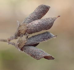 Aspalathus pedunculata