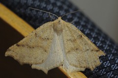 Prochoerodes truxaliata