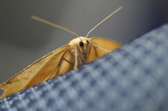 Prochoerodes truxaliata