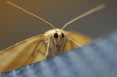 Prochoerodes truxaliata