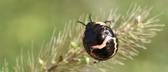 Poecilocoris lewisi