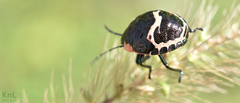 Poecilocoris lewisi