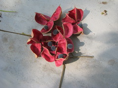 Majidea zanguebarica