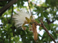 Pseudobombax ellipticum