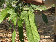 Pterygota alata