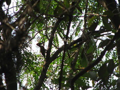 Chrysocolaptes festivus
