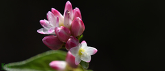 Persicaria thunbergii