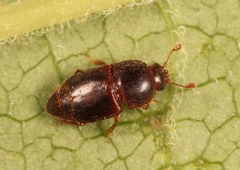 Carpophilus marginellus