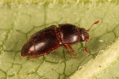 Carpophilus marginellus
