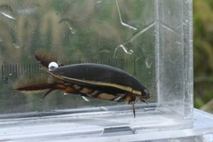 Cybister chinensis
