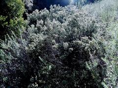 Phylica axillaris maritima