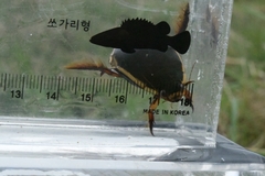 Cybister chinensis