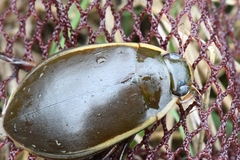 Cybister chinensis