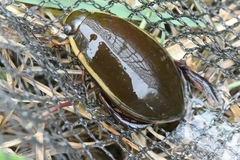 Cybister chinensis