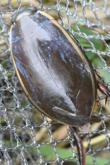 Cybister chinensis