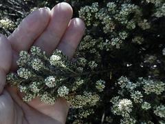 Phylica axillaris maritima