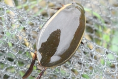 Cybister chinensis