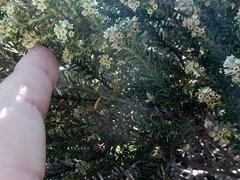 Phylica axillaris maritima