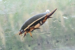 Cybister chinensis