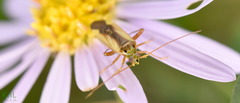 Adelphocoris suturalis