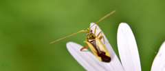 Adelphocoris suturalis
