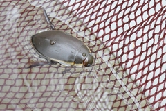 Cybister chinensis