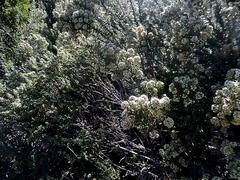 Phylica axillaris maritima