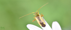 Adelphocoris suturalis
